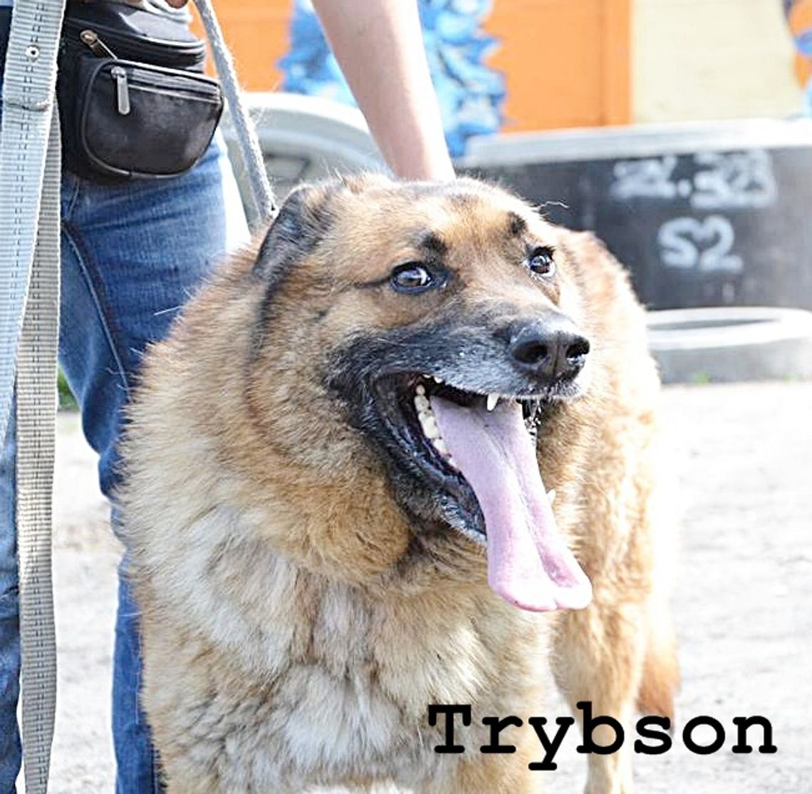 Trybson, Pele i Lena