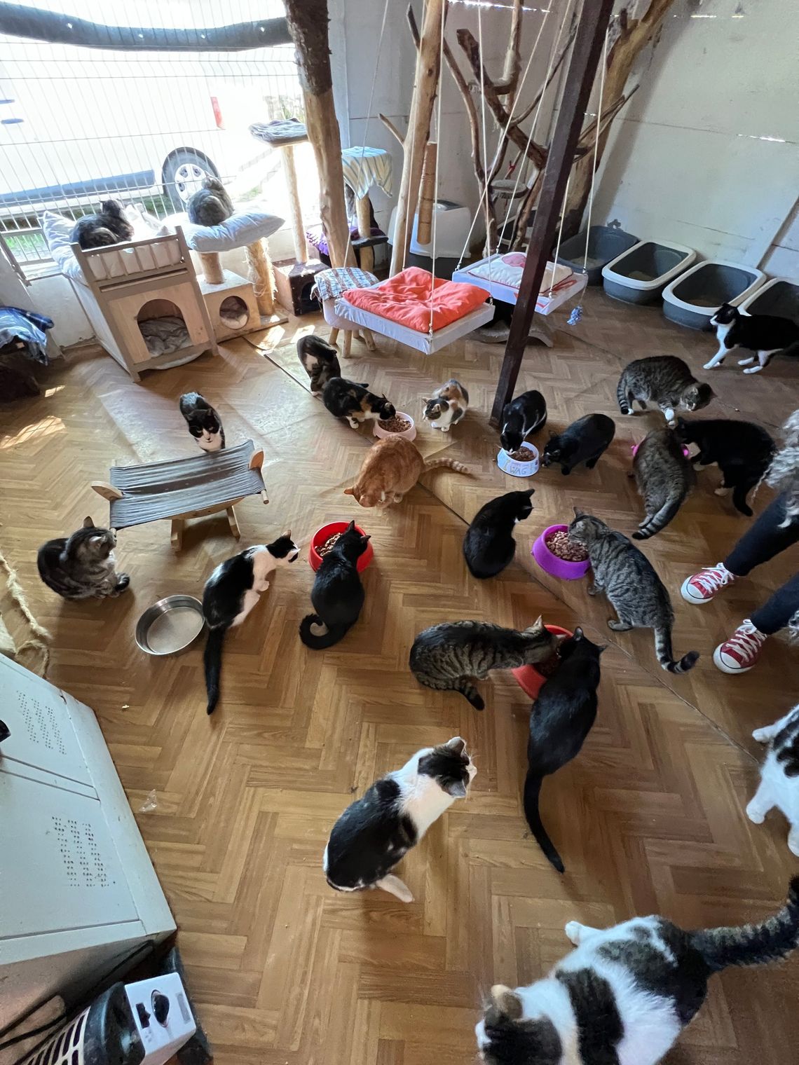 W kociej sprawie. Tomaszów może dać kotom prawdziwy dom – wystarczy Twój głos