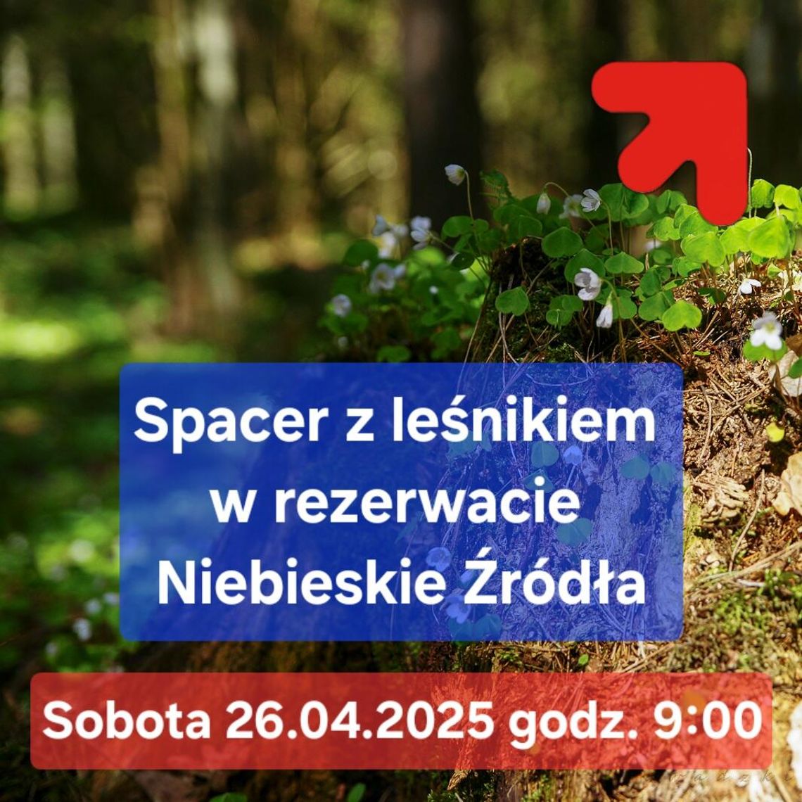 Wiosenny spacer z leśnikiem do rezerwatu „Niebieskie Źródła”