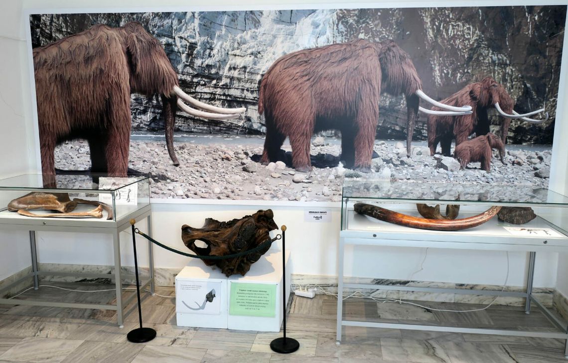 Wystawa „Wielkie ssaki epoki lodowcowej”