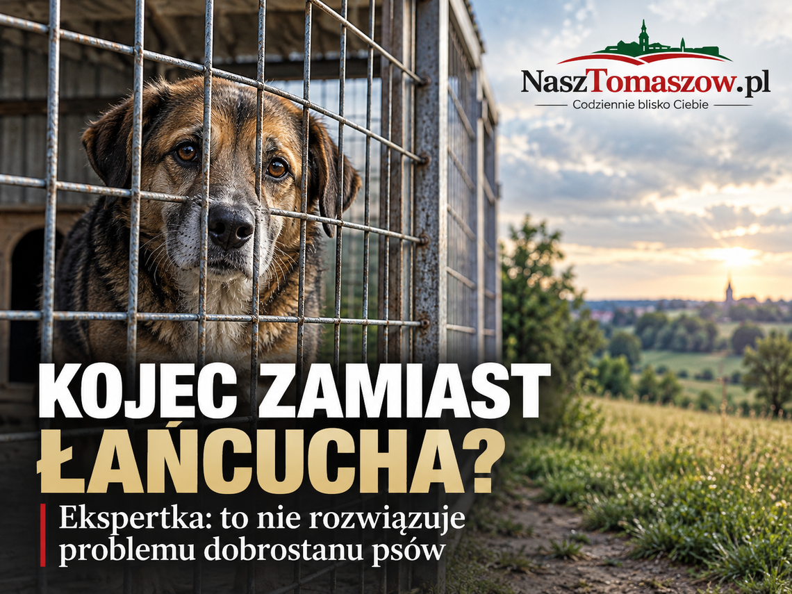 Z łańcucha do klatki? Ekspertka ostrzega: kojce nie rozwiązują problemu cierpienia psów Z łańcucha do klatki? Ekspertka ostrzega: kojce nie rozwiązują problemu cierpienia psów