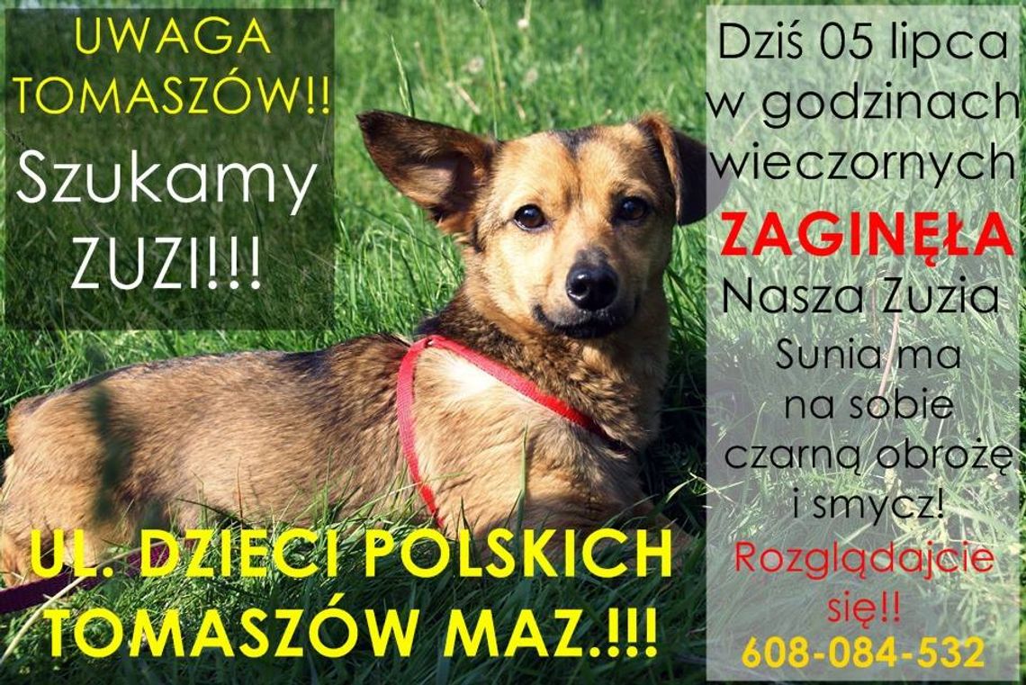 ZAGINĘŁA ZUZIA!!!!