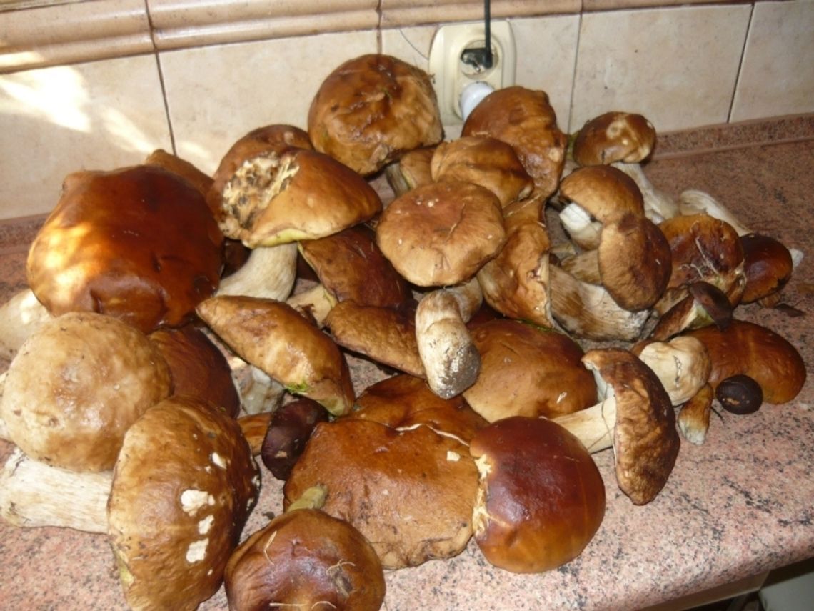Zbierać grzyby każdy może