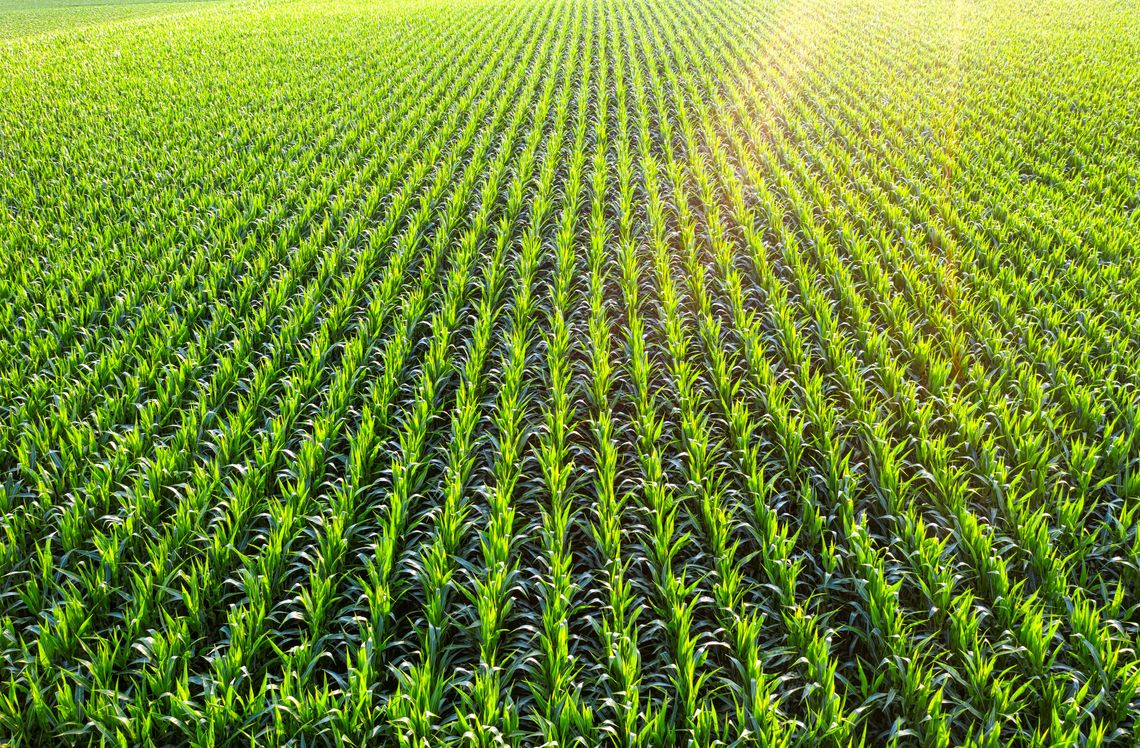 Żółtlica drobnokwiatowa w kukurydzy - jak wygrać wyścig o wodę, światło i plon?