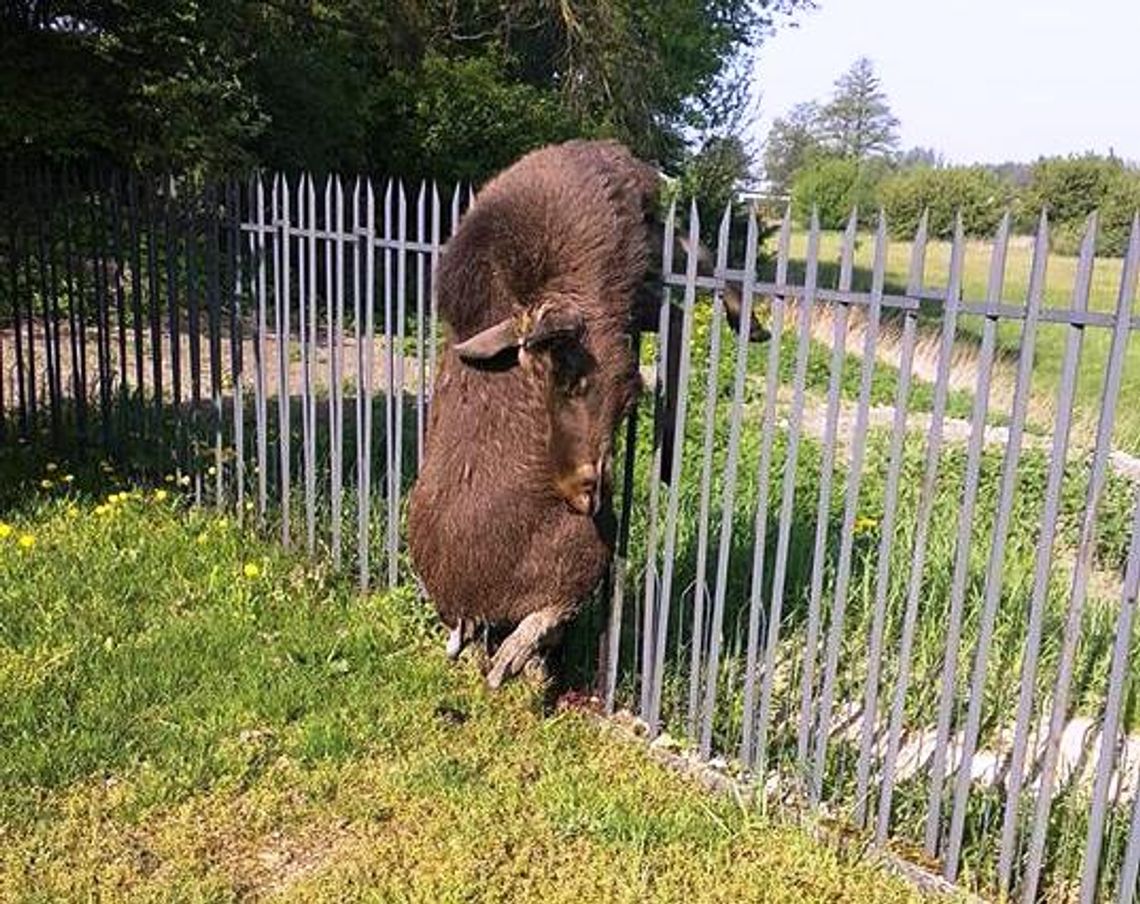 Zwierząt w lasach dostatek...