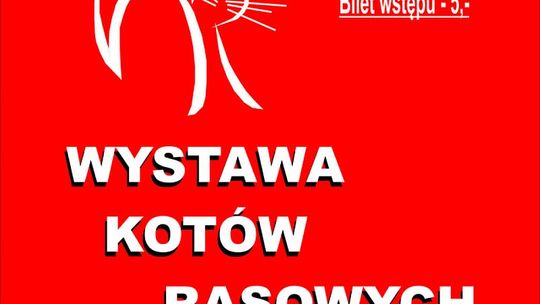 Pokaz kotów rasowych w Muzeum im. Antoniego hr. Ostrowskiego