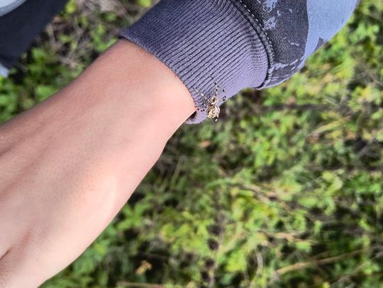 Mali mieszkańcy lasu z bliska Pająk na rękawie – bliskie spotkanie z fauną podczas edukacji terenowej w Niebieskich Źródłach