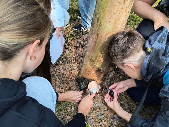 Mikroświat lasu pod lupą Uczniowie z lupami prowadzą mikroobserwacje przy pniu sosny – edukacja przyrodnicza SP6 w Niebieskich Źródłach