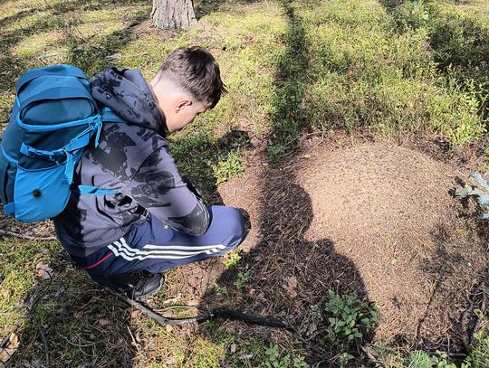 Badanie mrowiska podczas zajęć w Niebieskich Źródłach Uczeń SP6 obserwuje mrowisko w rezerwacie Niebieskie Źródła – edukacja terenowa i kąpiele leśne w Tomaszowie Mazowieckim