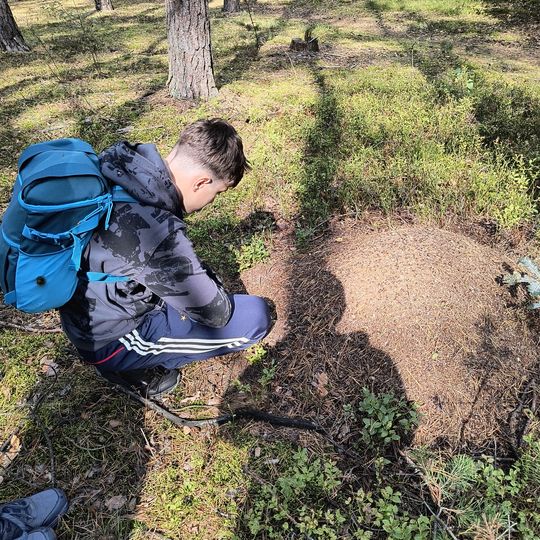 Uczeń SP6 obserwuje mrowisko w rezerwacie Niebieskie Źródła – edukacja terenowa i kąpiele leśne w Tomaszowie Mazowieckim