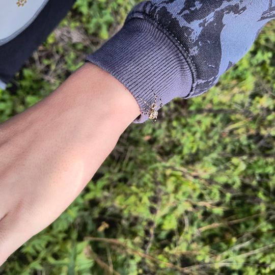 Pająk na rękawie – bliskie spotkanie z fauną podczas edukacji terenowej w Niebieskich Źródłach