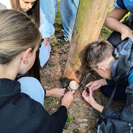 Uczniowie z lupami prowadzą mikroobserwacje przy pniu sosny – edukacja przyrodnicza SP6 w Niebieskich Źródłach