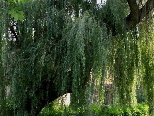 Bulwary konsultacyjne