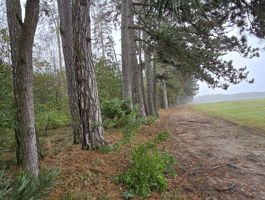 130-letnia Aleja Sosen Czarnych w Ujeździe 130-letnia Aleja Sosen Czarnych w Ujeździe