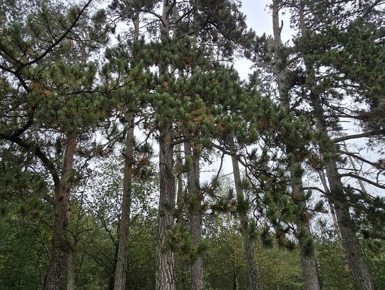 130-letnia Aleja Sosen Czarnych w Ujeździe 130-letnia Aleja Sosen Czarnych w Ujeździe
