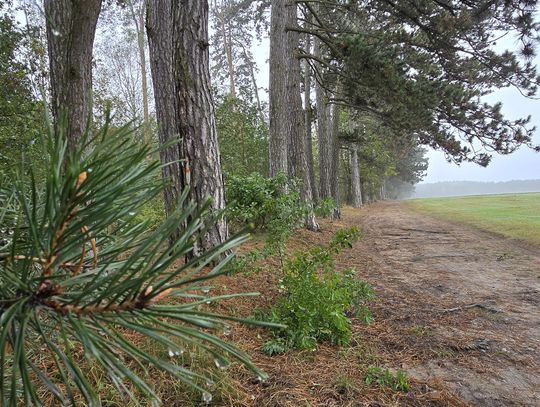 130-letnia Aleja Sosen Czarnych w Ujeździe 130-letnia Aleja Sosen Czarnych w Ujeździe