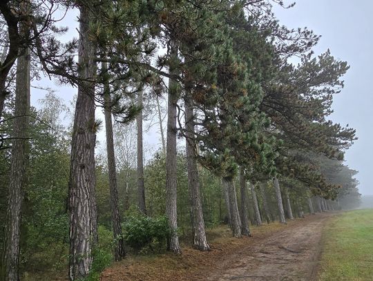 130-letnia Aleja Sosen Czarnych w Ujeździe 130-letnia Aleja Sosen Czarnych w Ujeździe