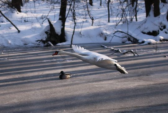 Nowe Niebieskie Źródła