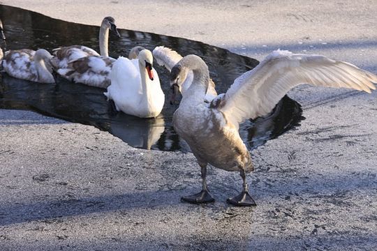 Nowe Niebieskie Źródła