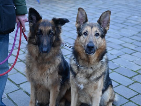 Drugi weekend Jarmarku Bożonarodzeniowego w Tomaszowie Mazowieckim za nami