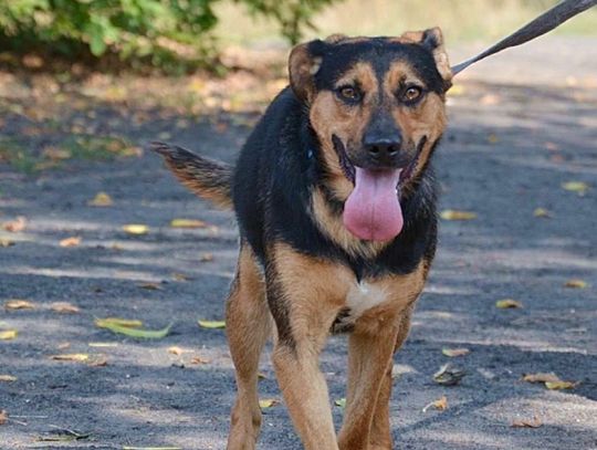 Roki, Arabica i Lisek z tomaszowskiego schroniska