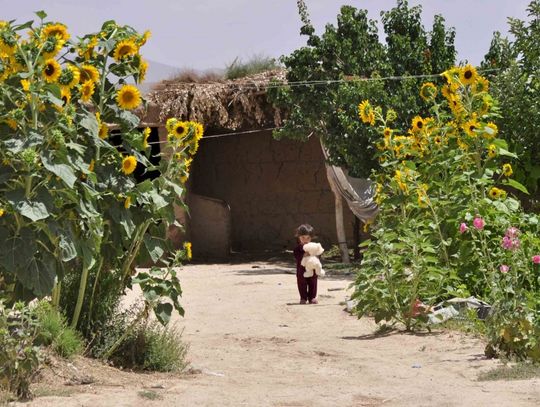 Wspierają rolników w Afganistanie Wspierają rolników w Afganistanie