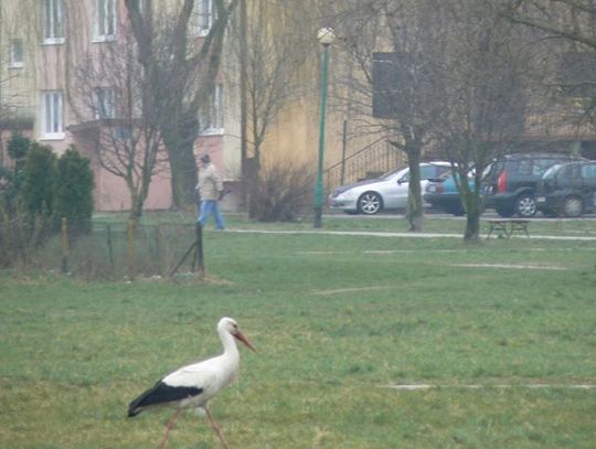 Teraz to już naprawdę przyjdzie do nas wiosna