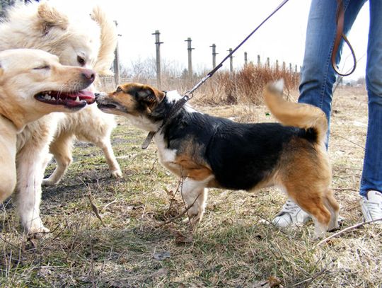Czy te oczy mogą kłamać Czy te oczy mogą kłamać