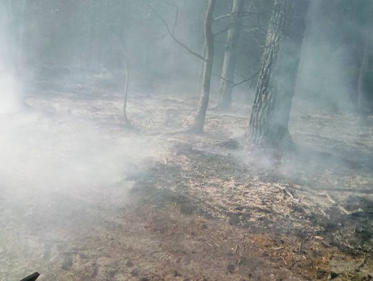 Płonął las w okolicach Wiaderna