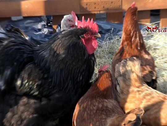 Jarmark Wielkanocny na placu Kościuszki Jarmark Wielkanocny na placu Kościuszki