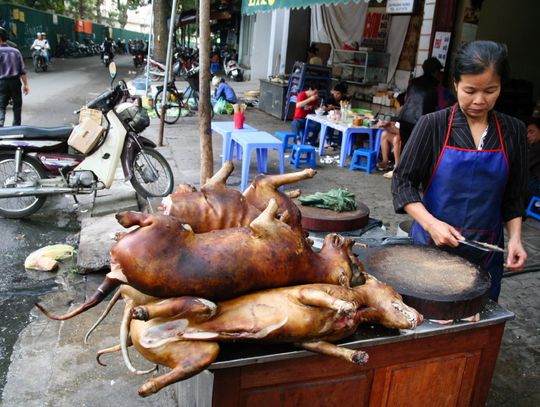 ...Thịt Chó Nướng - lekko grilowany ponoć aromatyczny w smaku jak wieprzowina.