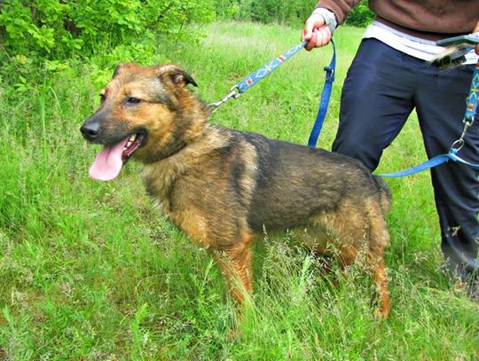 Trzy psiaki do wzięcia od zaraz Trzy psiaki do wzięcia od zaraz