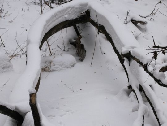 Przysypało wszystko na biało