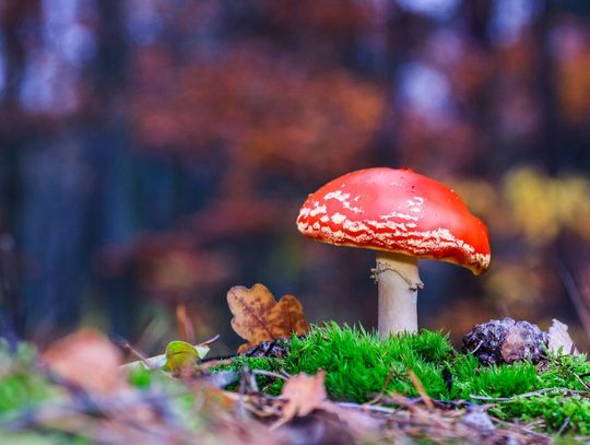 Świat z całkiem bliska