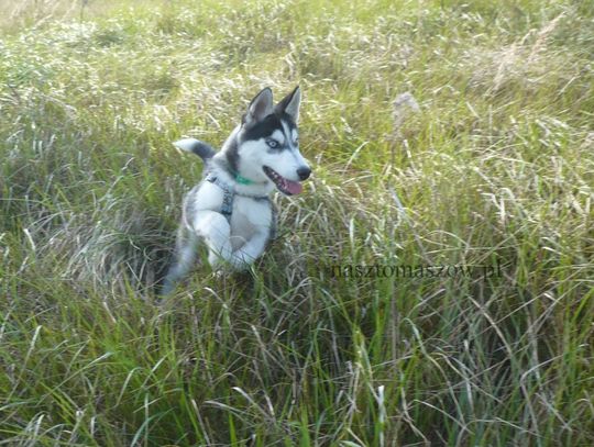 Szczenięce lata w stylu „husky”