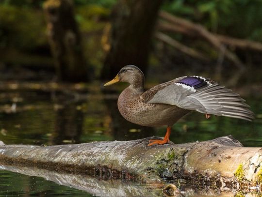 Niebieskie Źródła - spacer o każdej porze roku