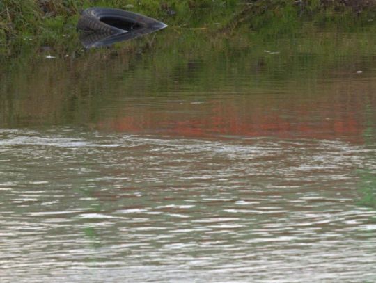 Człowiek to jednak zadziwiające stworzenie...