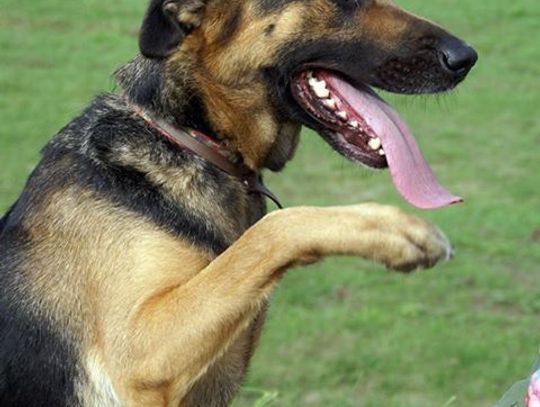 Psy z tomaszowskiego czekają na adopcję