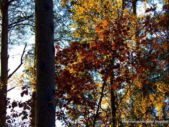 Jesienny przeplataniec