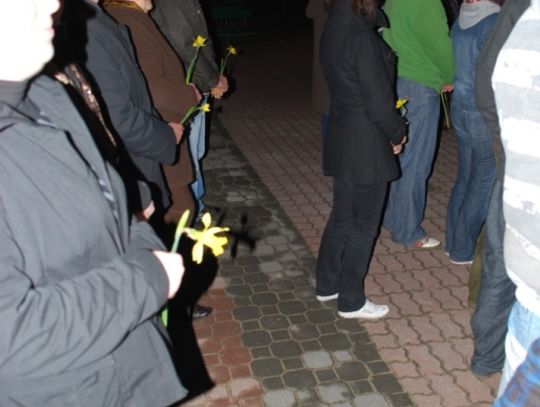 Żółte tulipany Żółte tulipany