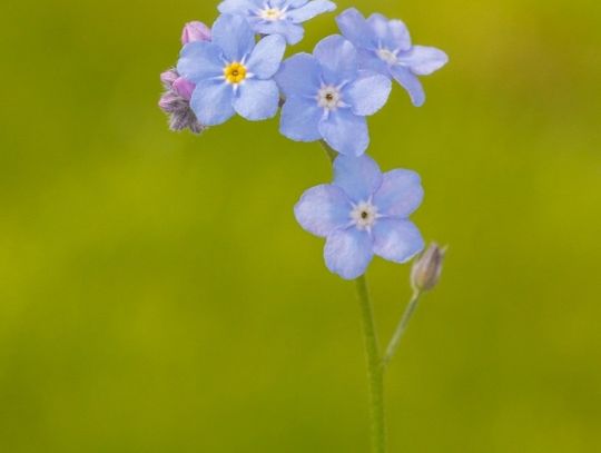 Świat z całkiem bliska