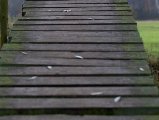 Jesienny przeplataniec