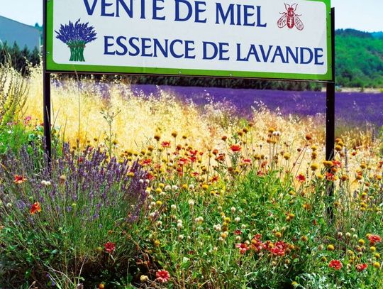 Zapraszamy na lawendowe pola do Prowansji Zapraszamy na lawendowe pola do Prowansji