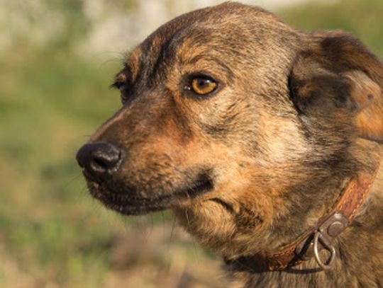 Szukamy dla Czikity domu. Piękna sunia z Tomaszowa do adopcji.