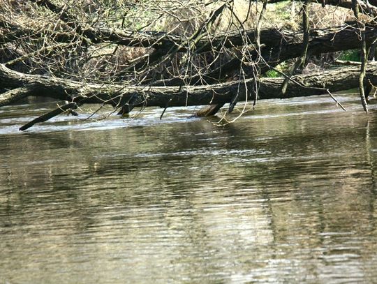 W obiektywie: Cross Maraton Pilica 2017