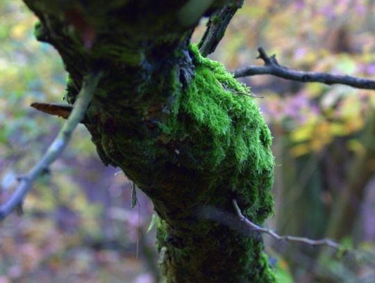 Jesienny przeplataniec