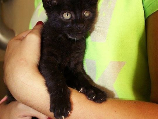 Benek, Wegi i Agrafka - szukamy dla nich opiekunów