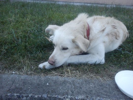 Łajti, gdzie jesteś? Łajti, gdzie jesteś?