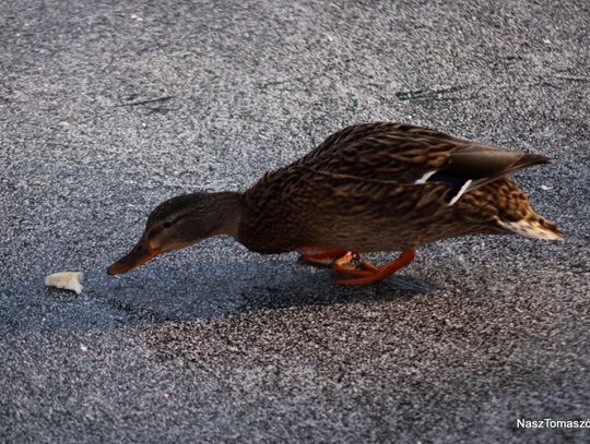Przysypało wszystko na biało
