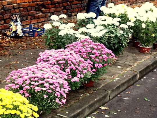 (FOTO) Święto Zmarłych na cmentarzu przy ulicy Smutnej